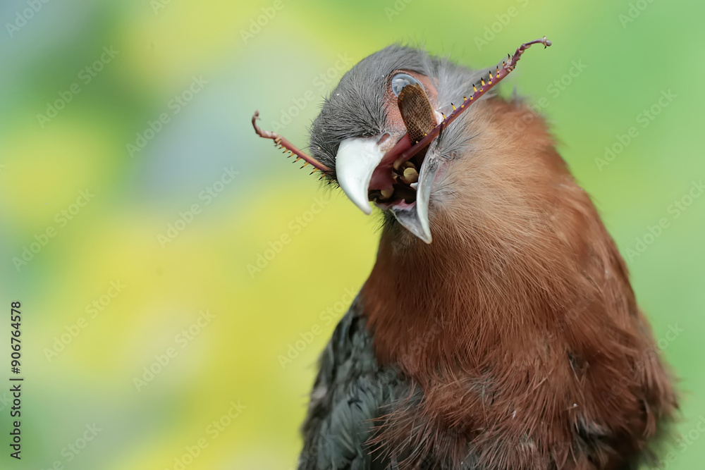 Fototapeta premium A young chestnut-breasted malkoha is preying on a grasshopper. This beautifully colored bird has the scientific name Phaenicophaeus curvirostris.