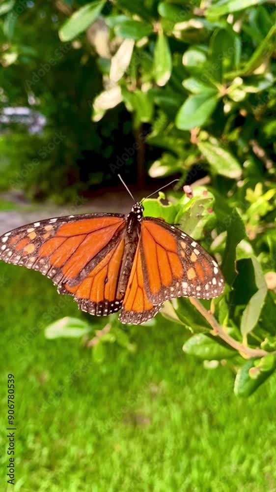 butterfly monarch