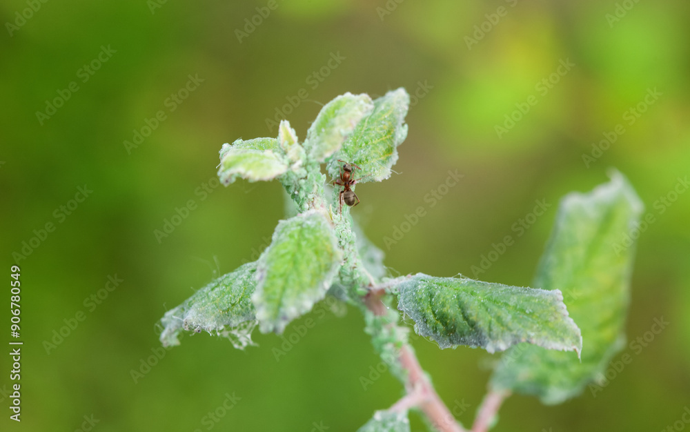 plum tree infested with spider baptism and aphids in the garden.The use of insecticides in agriculture. plum tree infested with spider baptism and aphids in the garden.The use of insecticides in agriculture.