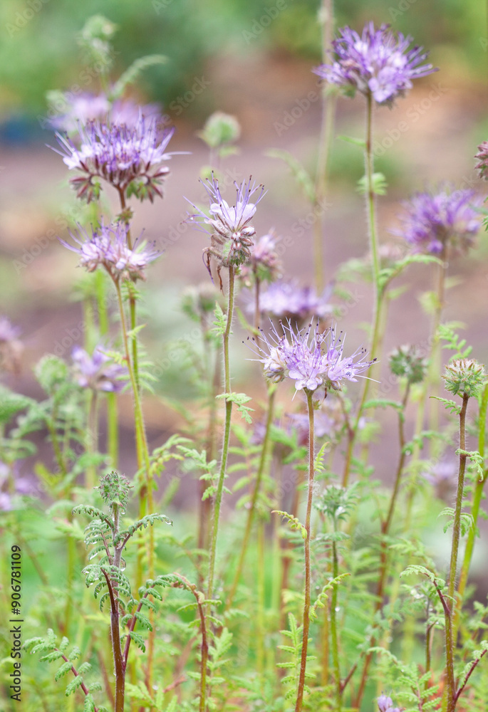 Fototapeta premium Blooming phacelia tansyfolia in a field.