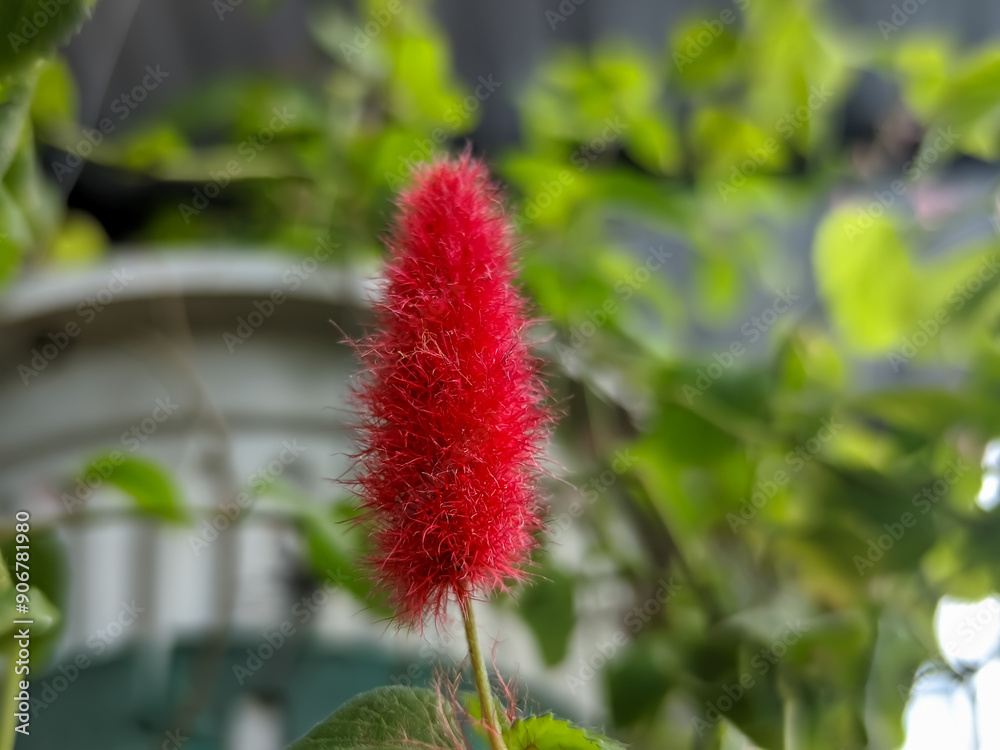 Discover the vibrant beauty of the Acalypha hispida, with its striking crimson blossoms and lush green leaves. Discover the vibrant beauty of the Acalypha hispida, with its striking crimson blossoms and lush green leaves.