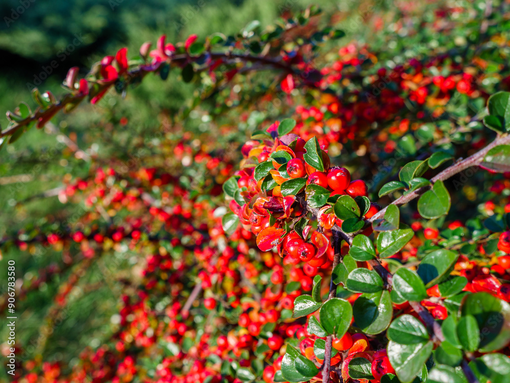Gorgeous cotoneaster bush with long curvy tilted branches dotted with many small red and orange berries in a park on a sunny autumn day.