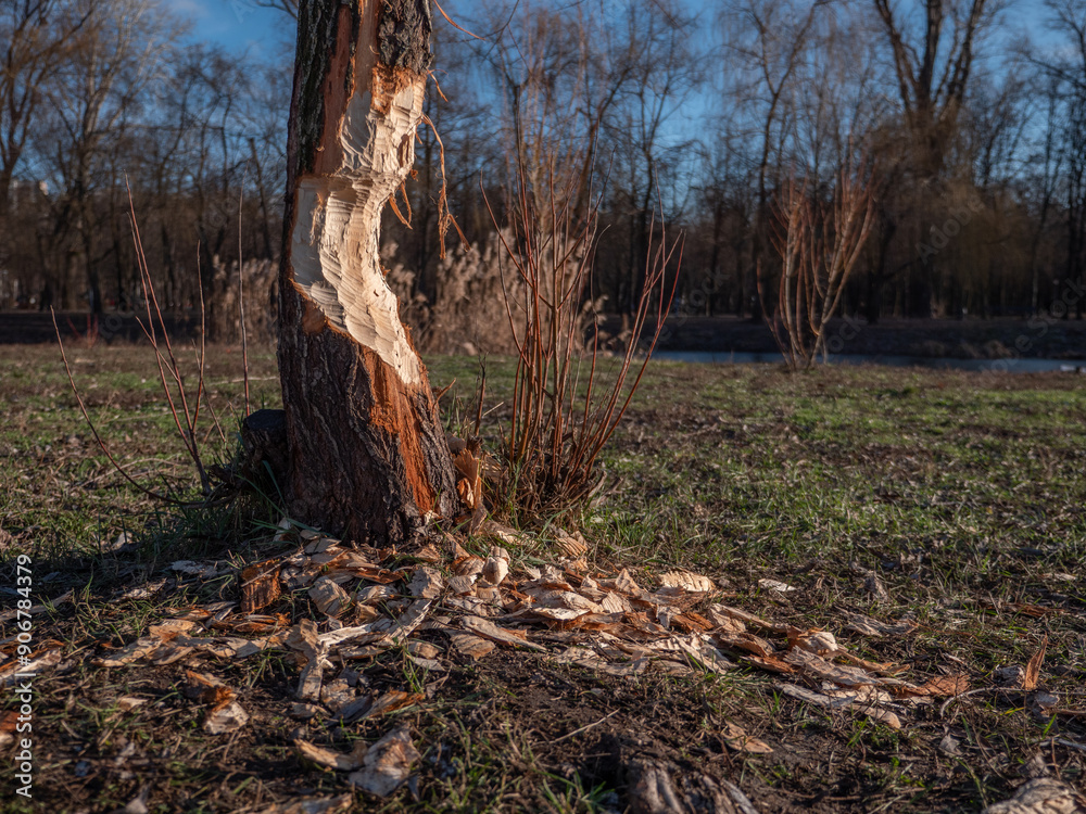 Tree attacked by a beaver that woke up in January because of warm winter. City park in Kyiv, Ukraine. Global warming effects. Tree attacked by a beaver that woke up in January because of warm winter. City park in Kyiv, Ukraine. Global warming effects.