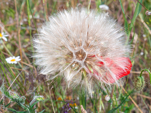 Closeup of a big goats beard flower (Tragopogon pratensis) and a red poppy flower behind it growing in a meadow in the countryside. photo