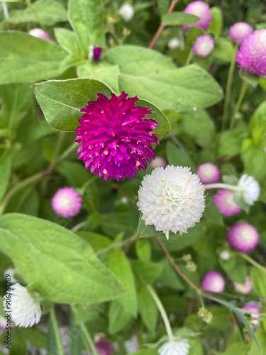 Purple and white flower