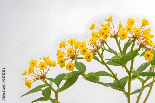 Paperbush ozark sundrops flowers white background, AI Generated photo