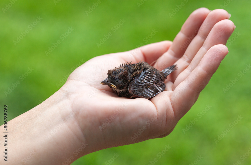 A man holds a baby sparrow in his hand. A man holds a baby sparrow in his hand.