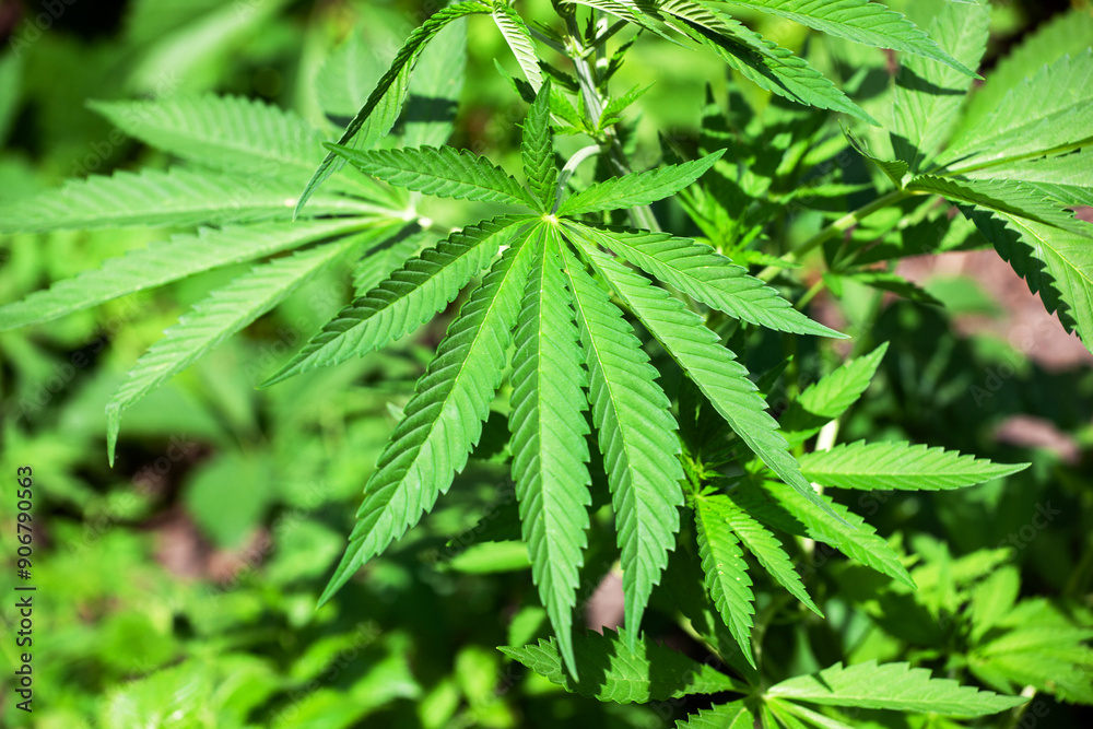 Young bush cannabis plants growing in a field. close-up Young bush cannabis plants growing in a field. close-up