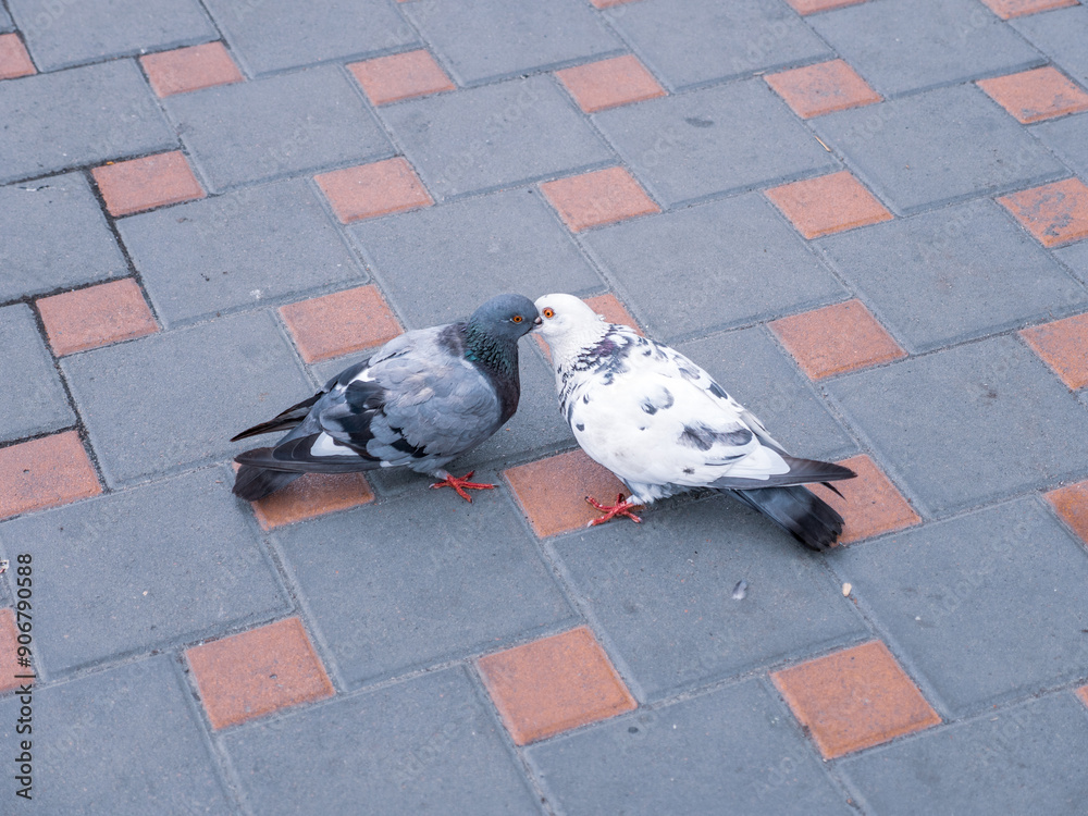 Black and white pigeons kissing and feeding one another on a pavement in a city. Love and tenderness concept.