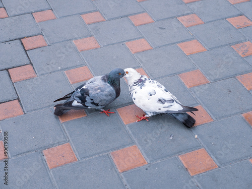Obraz na płótnie Black and white pigeons kissing and feeding one another on a pavement in a city. Love and tenderness concept. w salonie