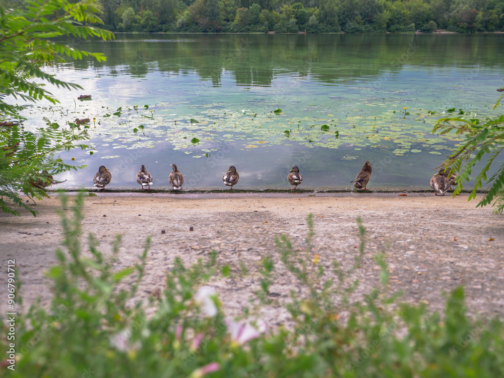 A row of nine ducks sitting and resting on a concrete bank of the Dnipro river in Kyiv, Ukraine. The water surface is covered by large lily leaves and yellow flowers and green weed bloom.