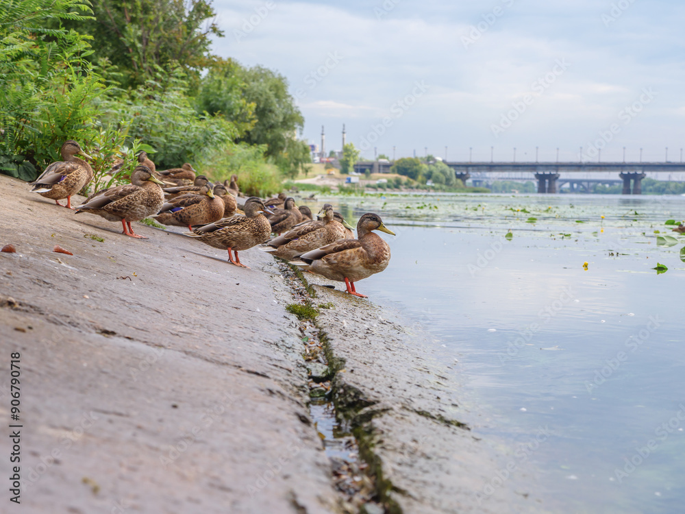 A flock of cute ducks sitting on a concrete bank of the Dnipro river in Kyiv, Ukraine. Water surface covered by lily flowers with large leaves and green weed bloom.