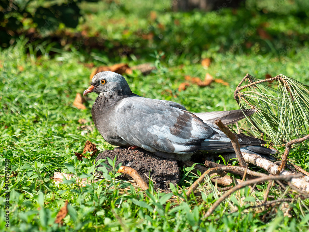 Closeup of a grey pigeon sitting on a stone near pine tree branch on green grass at the bright sunlight rays.