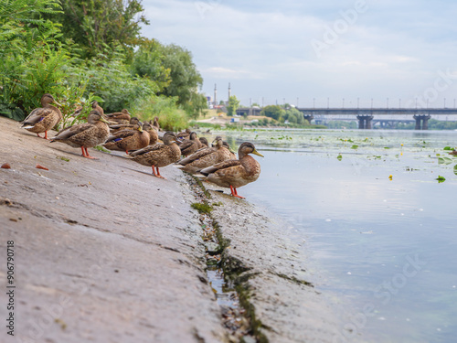 Obraz na płótnie A flock of cute ducks sitting on a concrete bank of the Dnipro river in Kyiv, Ukraine. Water surface covered by lily flowers with large leaves and green weed bloom. w salonie