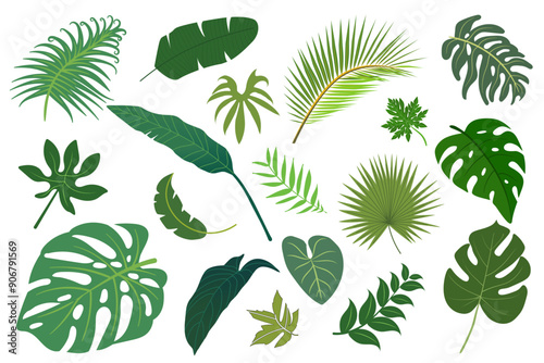Jungle leaves. Cartoon different tropical plants. Palm, banana, monstera. Botanical green foliage elements. Silhouettes of tropical leaves isolated on white background. Exotic plants leaves vector set