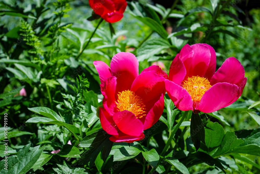 Pinke schöne Blume Pinke schöne Blume