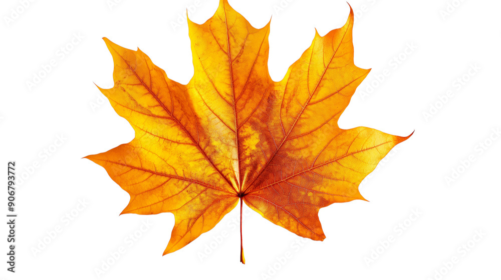 A leaf of a tree is shown in full color isolated on a transparent background A leaf of a tree is shown in full color isolated on a transparent background