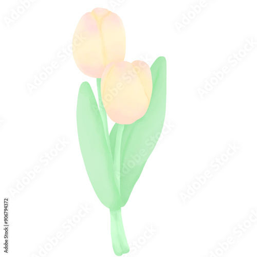 Yellow Tulip Flower Floral Spring Watercolor Illustration