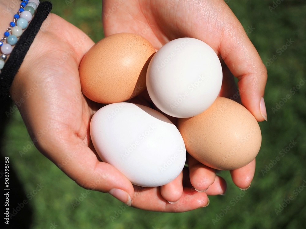 A woman is holding several chicken eggs of various colors, including brown and white. The scene is outdoors, natural, and vibrant. Hands holding farm eggs A woman is holding several chicken eggs of various colors, including brown and white. The scene is outdoors, natural, and vibrant. Hands holding farm eggs