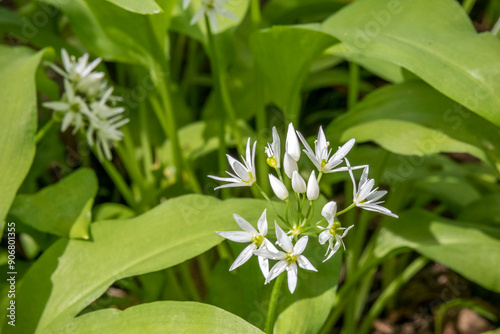 Delicate wild garlic flowers in close-up