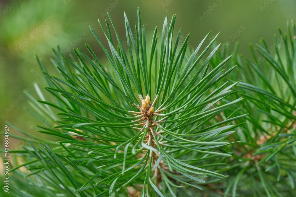 Young pine branches close-up. Ecology. Natural green background. Pine needles. Young pine branches close-up. Ecology. Natural green background. Pine needles.