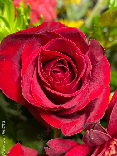 Red rose