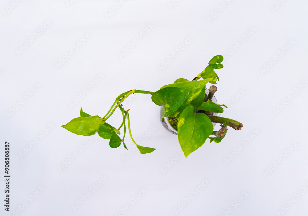Obraz premium Money plant leaves growing out of a plastic bottle isolated png in white background