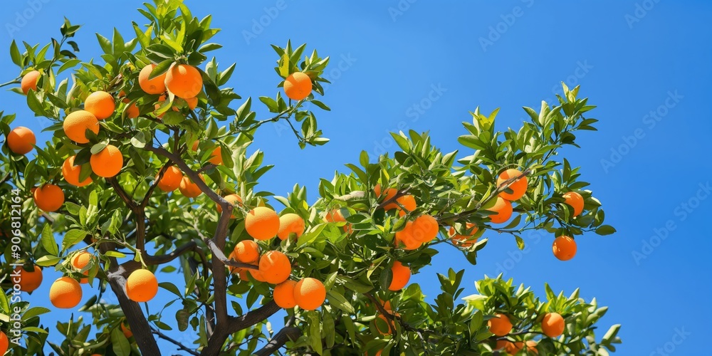 A tree full of oranges is in the sky. The oranges are ripe and ready to be picked