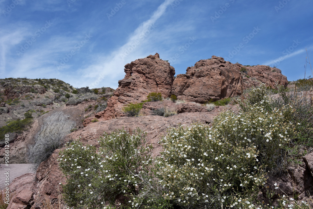 Fototapeta premium Blooming White Wildflowers in San Lorenzo Canyon
