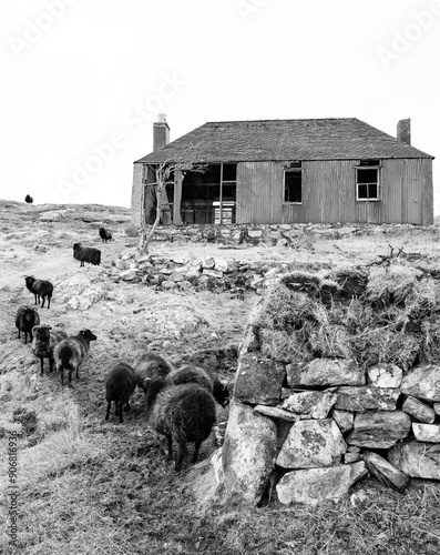 A flock of black sheep and derelict building on the Isle of Scalpay, Outer Hebrides, Scotland, United Kingdom, Europe photo