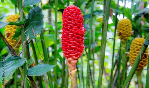 Beehive Ginger (Zingiber spectabile), a deciduous plant that grows from a rhizome to over seven feet tall, Ecuador, South America photo