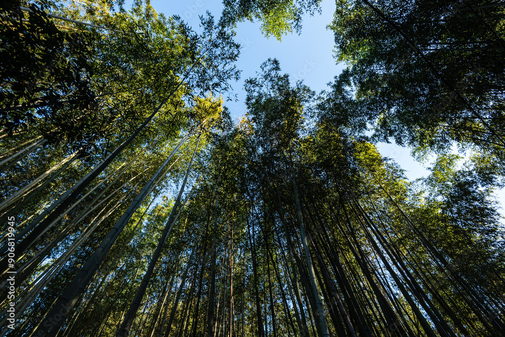 Bamboo forest of Arashiyama, Kyoto, Honshu, Japan, Asia Bamboo forest of Arashiyama, Kyoto, Honshu, Japan, Asia