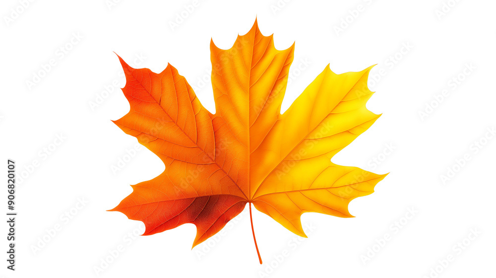 Fototapeta premium A leaf with a green stem and red veins isolated on a transparent background