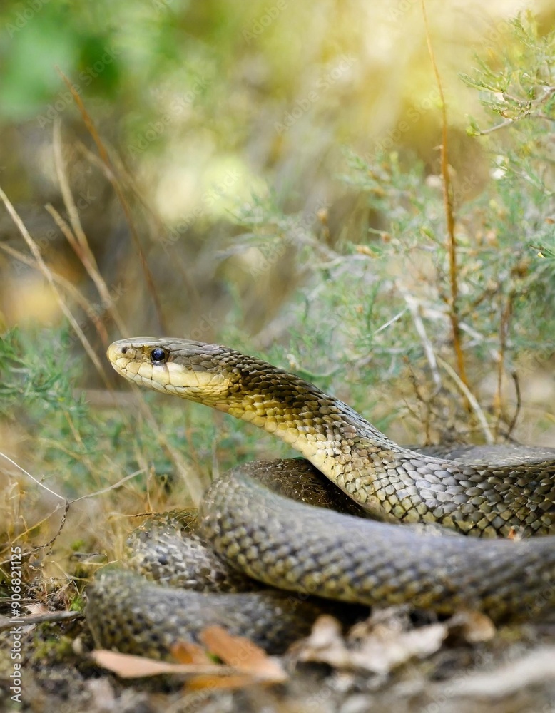 Fototapeta premium close up and selective focus side view of rat snake on head, the snake crawls on the dry twigs, reptiles on the tree branches.