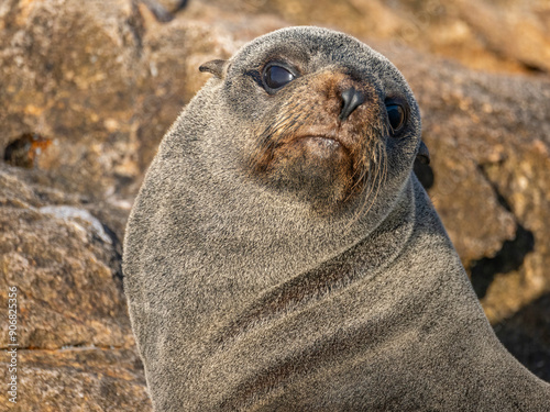 Guadalupe fur seal (Arctocephalus townsendi), at new haul out on Las Animas Island, Baja California Sur, Sea of Cortez, Mexico, North America