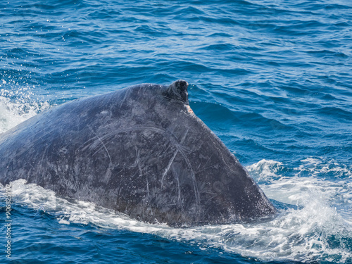 Humpback whale (Megaptera novaeangliae), surfacing off San Jose del Cabo, Baja California Sur, Mexico, North America photo