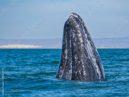 Adult California gray whale (Eschrictius robustus), spy-hopping in San Ignacio Lagoon, Baja California, Mexico, North America photo