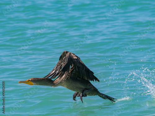 Double-crested cormorant (Nannopterum auritum), taking flight, Concepcion Bay, Baja California Sur, Sea of Cortez, Mexico, North America photo