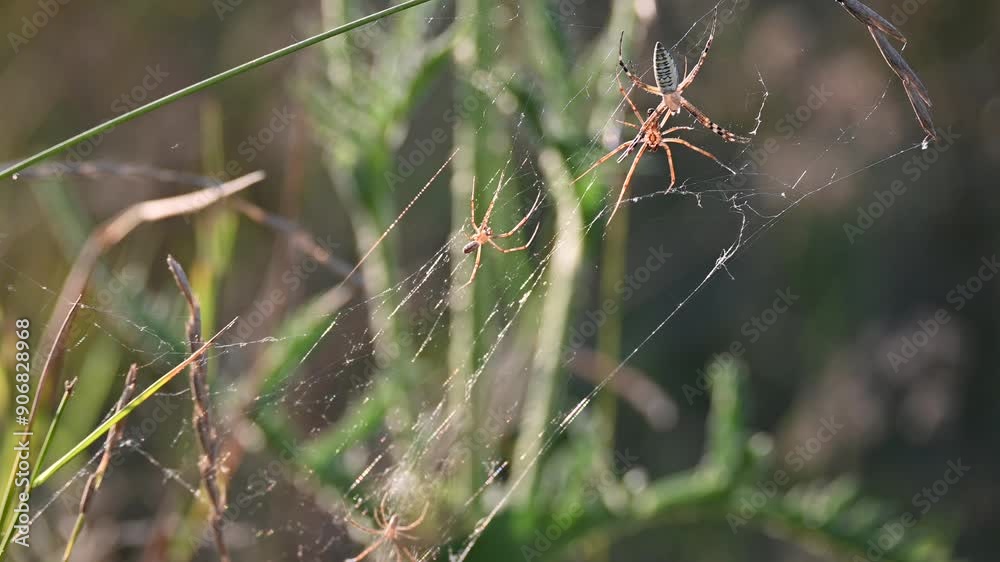 The spiders sit on the web waiting for their prey. Spiders on the web. The spiders sit on the web waiting for their prey. Spiders on the web.