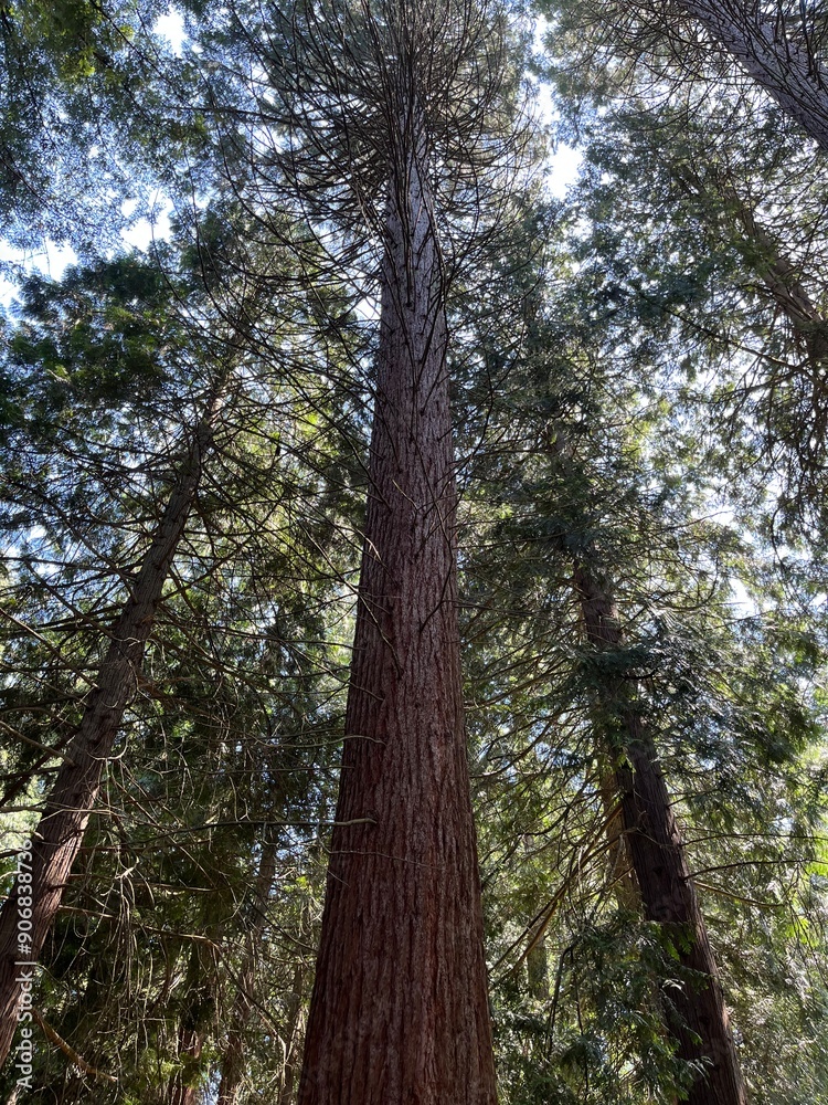 Fototapeta premium Forest