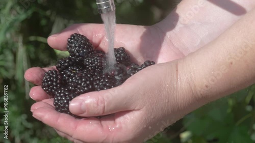 Fresh Blackberries Being Thoroughly Rinsed Under Clean Water for Consumption and Cooking
