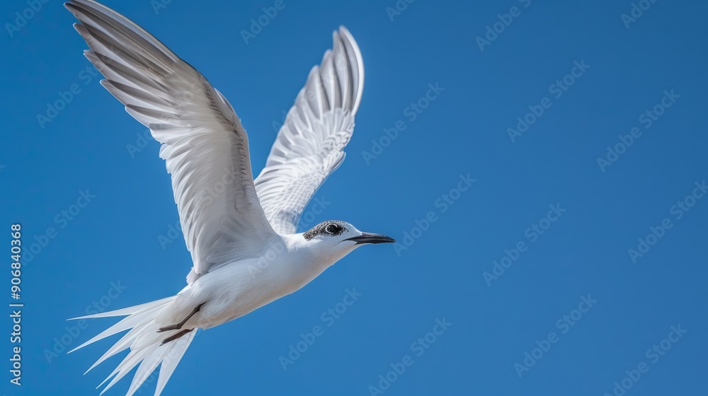 Whiskered tern in flight against clear blue sky Whiskered tern in flight against clear blue sky