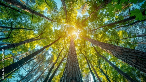 Tall summer trees with lush green leaves in a vibrant forest under a bright sky