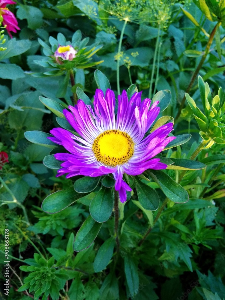 Obraz premium The aster is purple