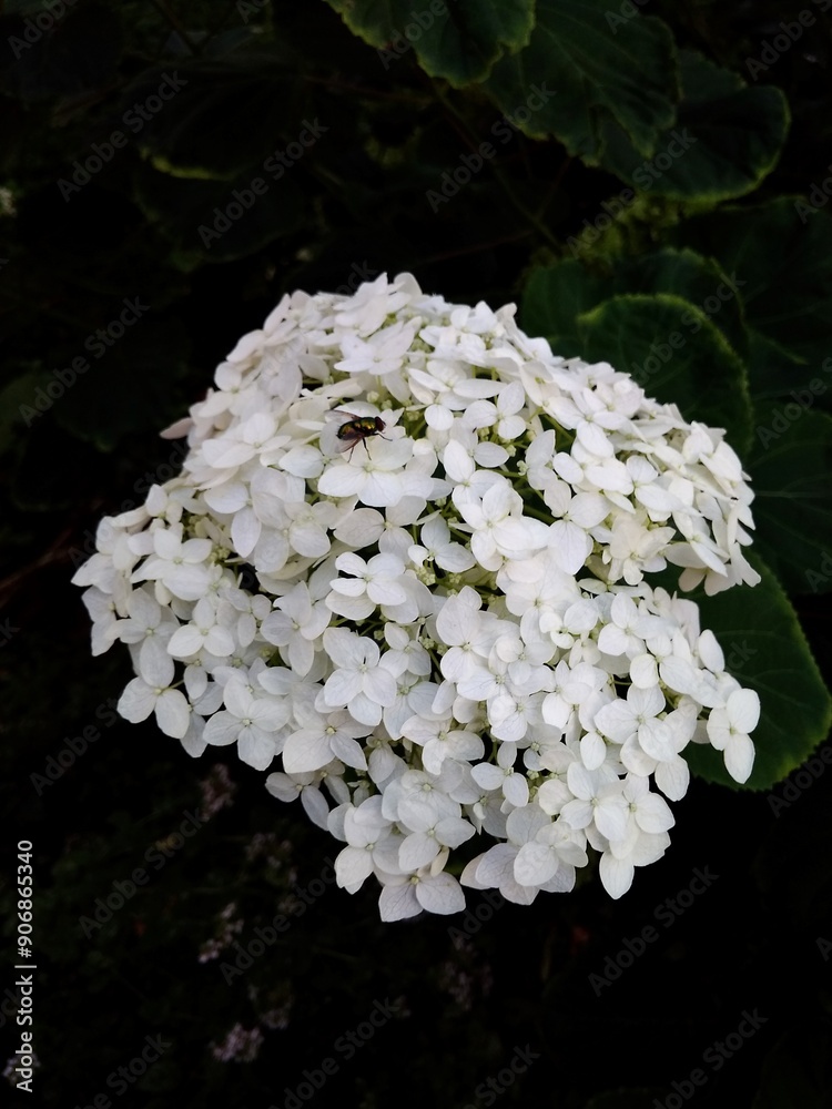 white flowers in the garden white flowers in the garden