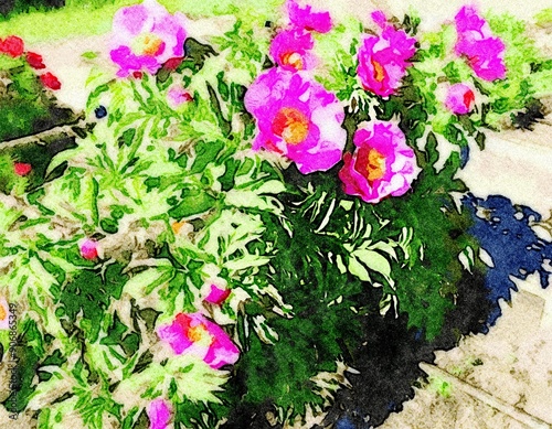 Fototapeta Naklejka Na Ścianę i Meble -  Watercolor of a pink peony plant in bloom on a sunny day.