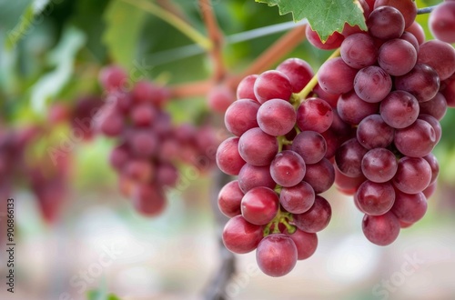 Fresh Red Grapes Hanging on Vines in a Vineyard Under Clear Skies