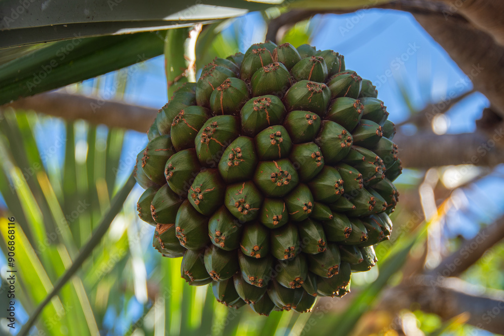 The Pandano fruit from a screw palm