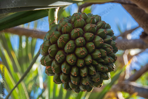 The Pandano fruit from a screw palm photo