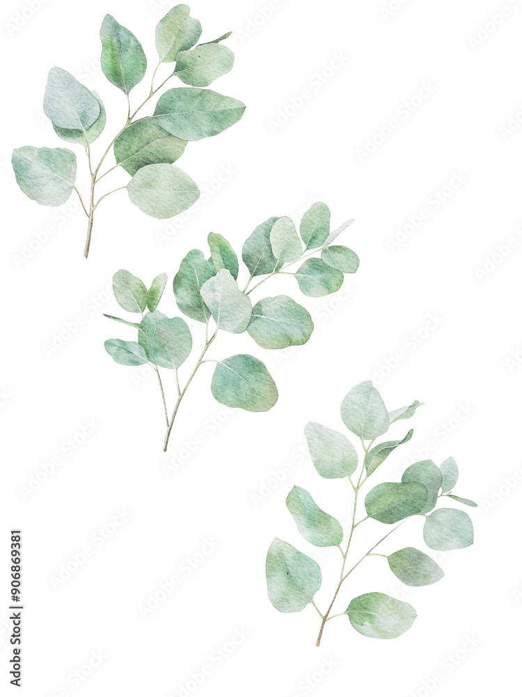 Obraz premium eucalyptus green leaves isolated on white